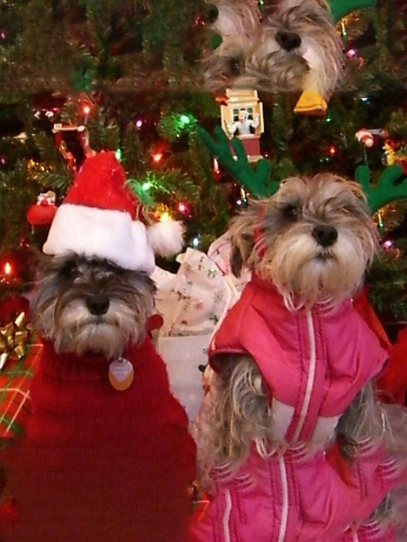 Plush Santa Hat for Dog Cat, S - Santa Hat Plush recensie en prijs